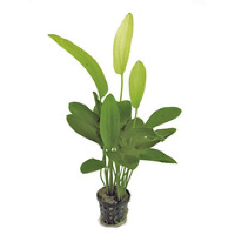 6x Echinodorus Tricolor 